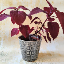 Mosaic pattern ceramic planters in grey, green, dark grey or sea green ~ by Gisela Graham