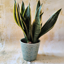 Mosaic pattern ceramic planters in grey, green, dark grey or sea green ~ by Gisela Graham