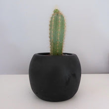 Black Cement Mini Planters by Sass & Belle