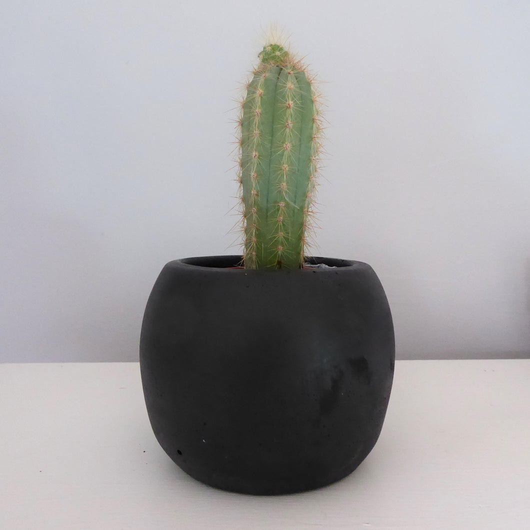Black Cement Mini Planters by Sass & Belle