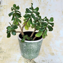 Old Style Dutch Pots / Planters ~ Green ~ by Grand Illusions