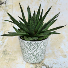 Old Style Dutch Pots / Planters ~ Green ~ by Grand Illusions