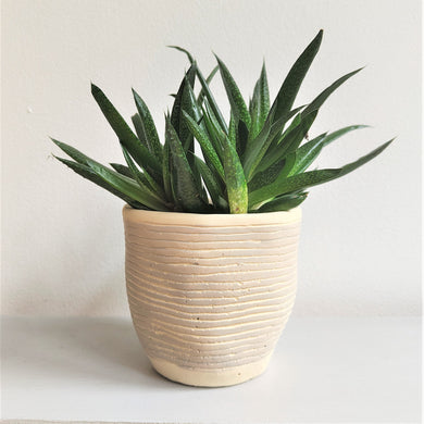 Grey Stripe Cement Planter by Sass & Belle