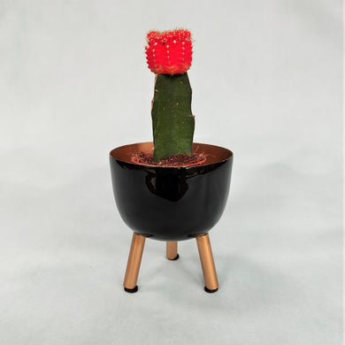 Black Metal Planter on Gold Legs by Sass & Belle