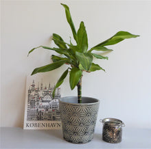 Asters Plant Pot Covers by Gisela Graham ~ Ceramic ~ Floral ~ Grey or Green