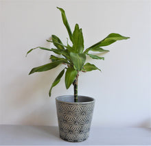 Asters Plant Pot Covers by Gisela Graham ~ Ceramic ~ Floral ~ Grey or Green