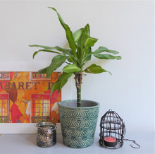 Asters Plant Pot Covers by Gisela Graham ~ Ceramic ~ Floral ~ Grey or Green