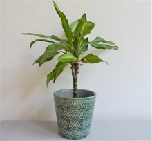 Asters Plant Pot Covers by Gisela Graham ~ Ceramic ~ Floral ~ Grey or Green